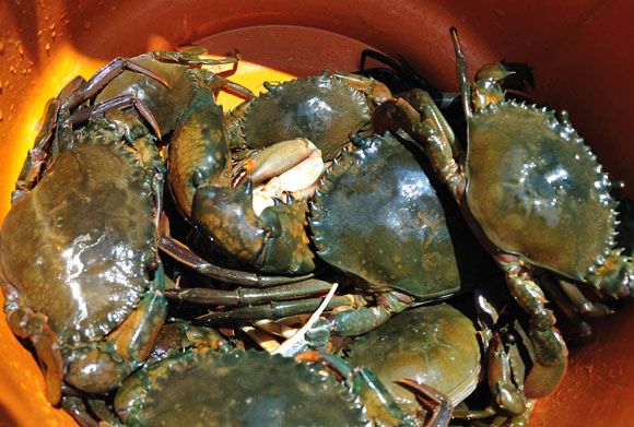 Crab Catching